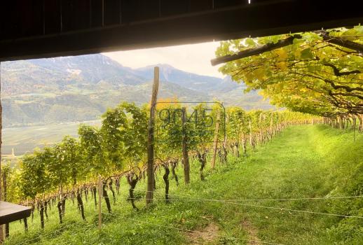 House/yard in a panoramic location with its own vineyard and forest in Terlano - South Tyrol