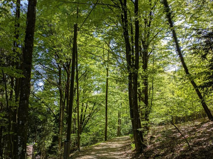Außergewöhnliches Landhaus mitten im Böhmerwald mit 2,4ha Grund Außergewöhnliches Landhaus mitten im Böhmerwald mit 2,4ha Grund